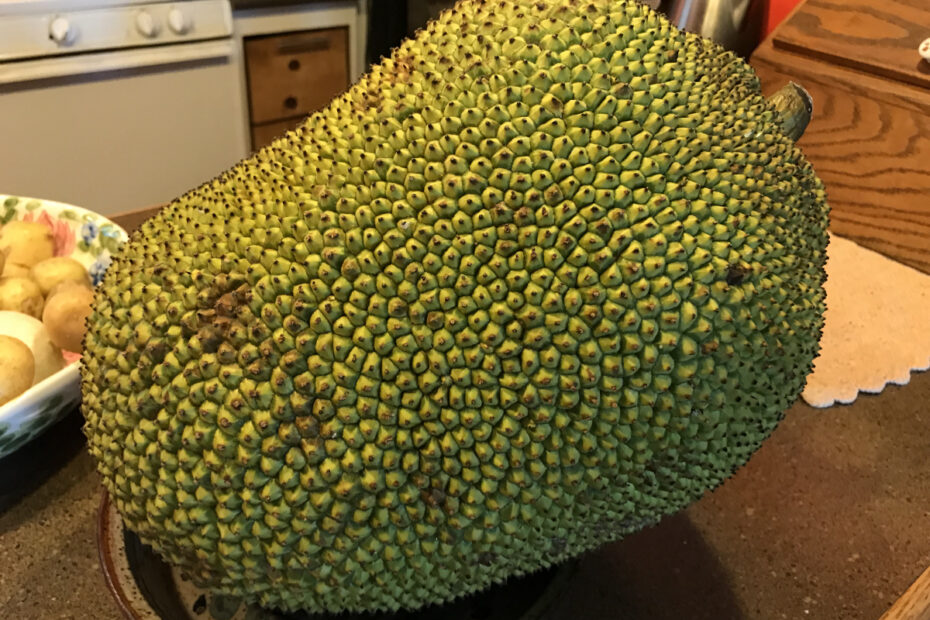 Whole Jackfruit